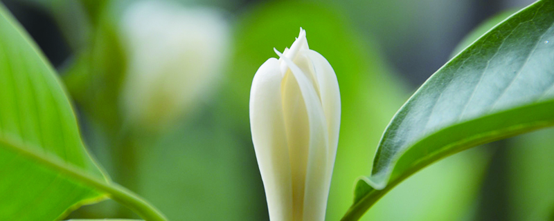 盆栽白蘭花的養(yǎng)殖方法