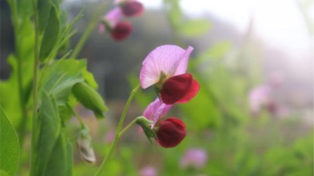 甜豆和荷蘭豆區(qū)別