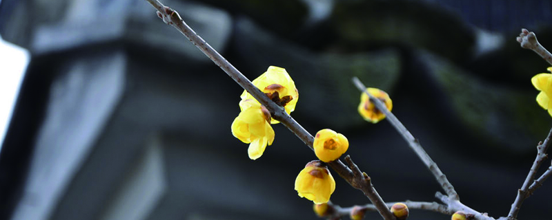 臘梅種子種植方法（方法及時間），種子種的能開花嗎