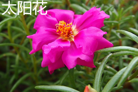 太陽(yáng)花