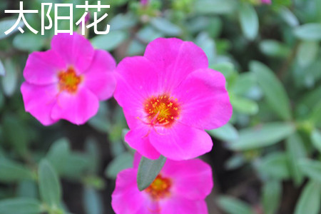 太陽(yáng)花