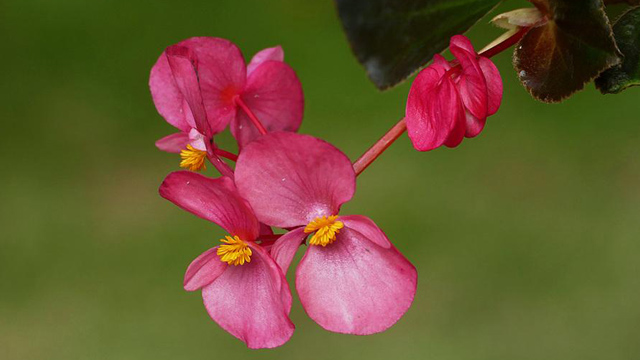 秋海棠幾月開(kāi)花