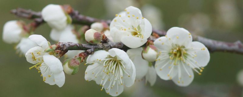 臘梅怎么修剪多開花（圖解）