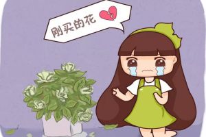 入秋別買這5種花，回家3天花苞全掉，再便宜都虧!