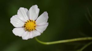 茼蒿花和格桑花的區(qū)別