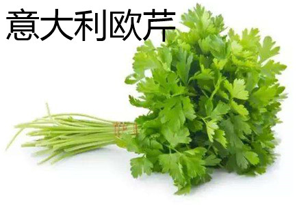 意大利歐芹