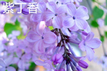 紫丁香花