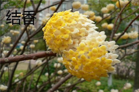 結(jié)香花