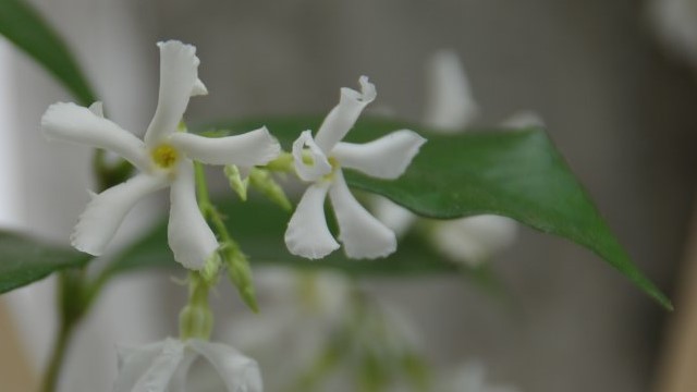 風(fēng)車茉莉什么時(shí)候開(kāi)花