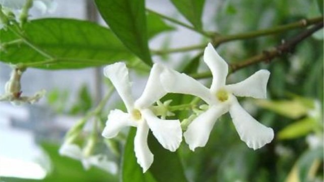 銀絲茉莉什么時(shí)候開(kāi)花