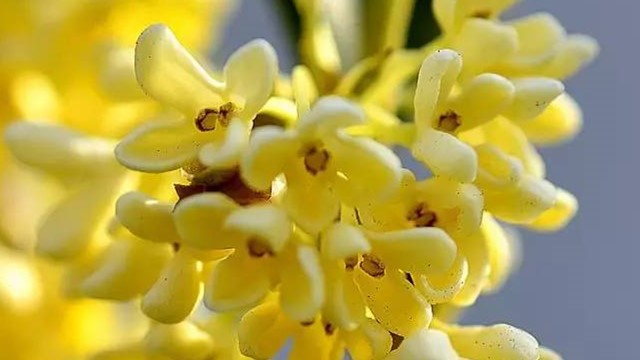 桂花幾月開(kāi)花