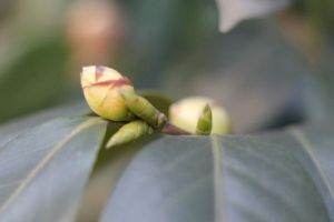 “茶花”開花之前，1把剪刀剪一剪，花開得更旺了