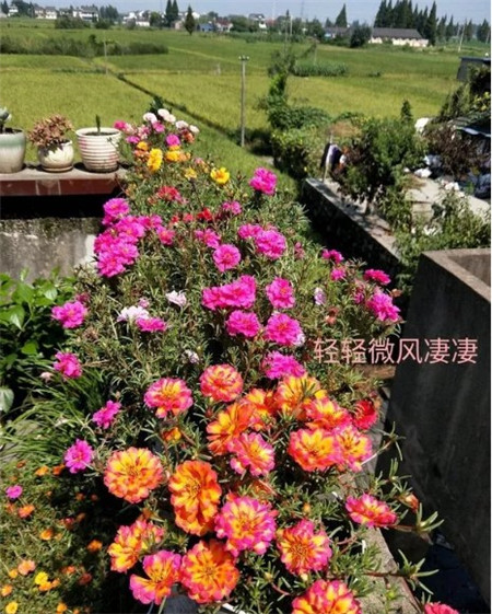 太陽(yáng)花