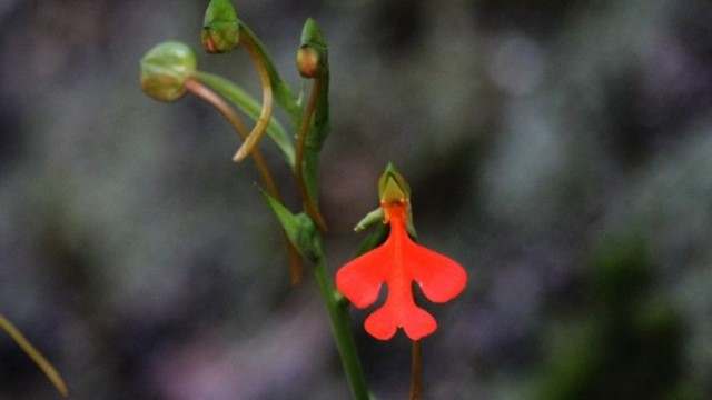 綠花玉鳳花的養(yǎng)殖方法