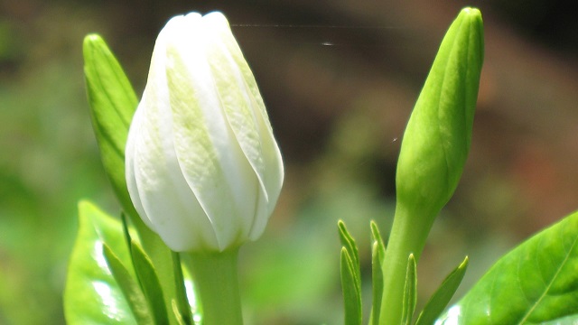 梔子花苞多長(zhǎng)時(shí)間開(kāi)花