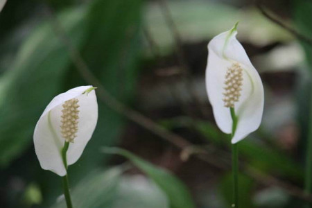 白鶴芋怎么養(yǎng)