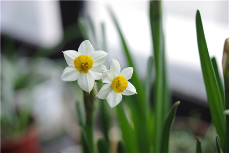 水仙花