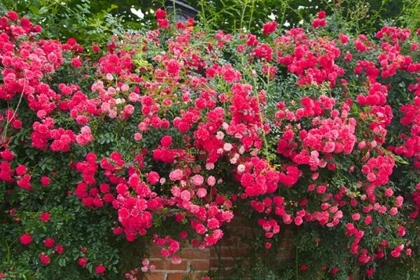 這6種開花機(jī)器，1棵開花200朵，剪都剪不完！