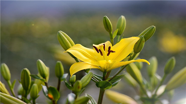 百合花的養(yǎng)殖方法和注意事項