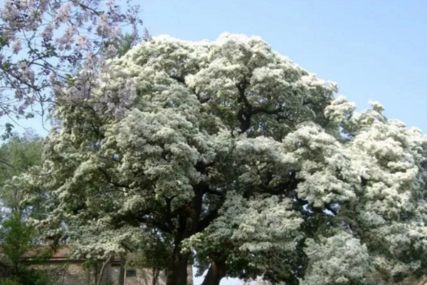 五月竟能下雪？家里養(yǎng)上這種花，立馬擁有白色花海！