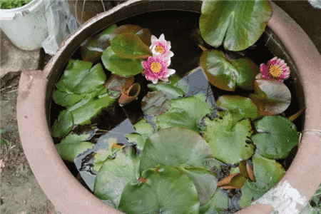 魚缸養(yǎng)花