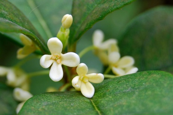 桂花和九里香的區(qū)別