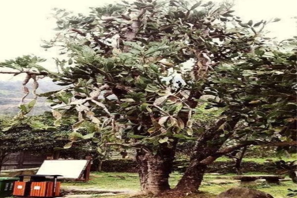 50年的牡丹，110年的仙人掌，這些花歲數(shù)竟比你還大！