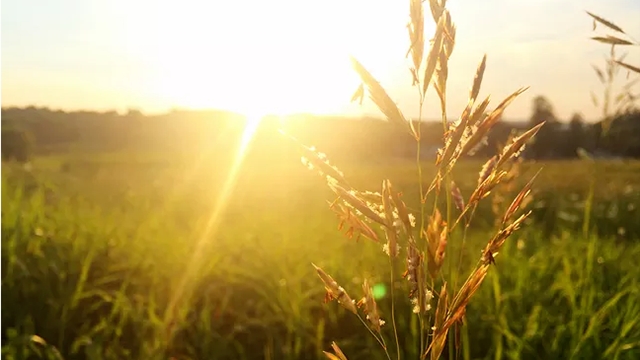 這3種植株不能“曬”，你把它放陽臺上養(yǎng)，不黃葉才怪！