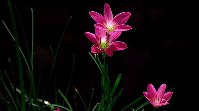 好一朵美麗的“風(fēng)雨蘭”，家里養(yǎng)一盆，1年就能“花滿盆”