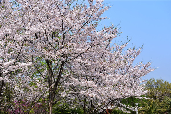 日本早櫻的養(yǎng)殖方法及注意事項