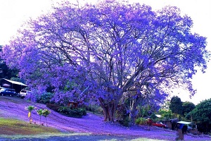 藍(lán)花楹