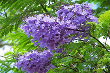 藍(lán)花楹花枝