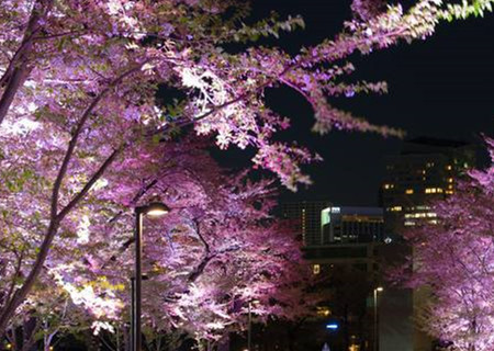 東京櫻花