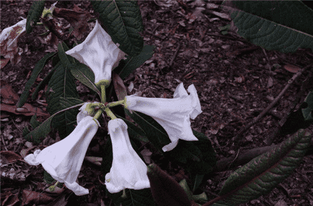 百合花杜鵑開(kāi)花