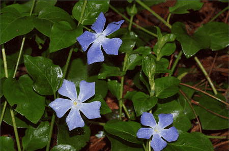 小蔓長(zhǎng)春的花朵