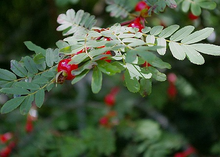 峨眉薔薇