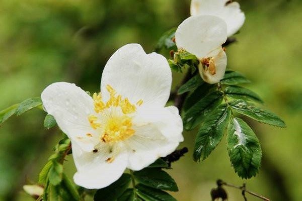 峨眉薔薇的養(yǎng)殖方法及注意事項