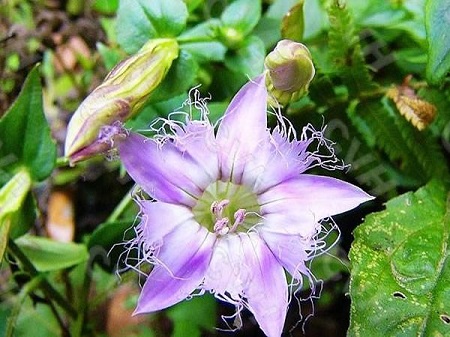 小清新的紅花龍膽花