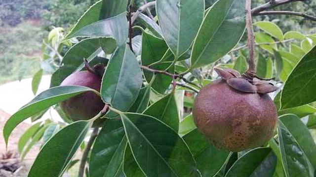 山竹樹(shù)怎么種植