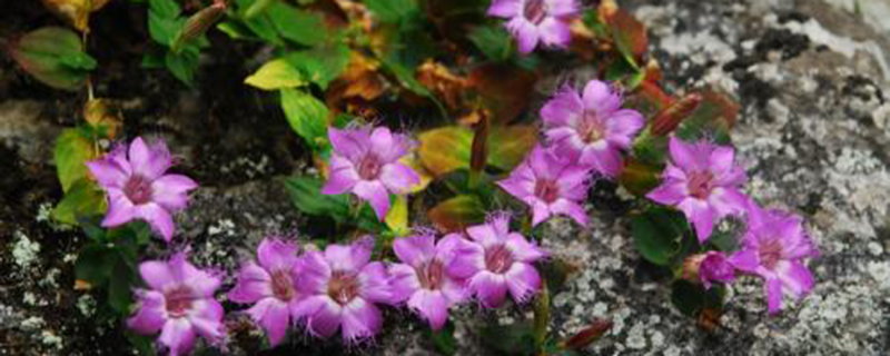 紅花龍膽冬天能開花嗎