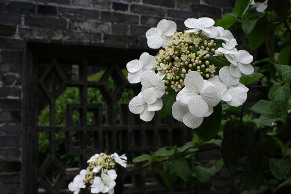 冬天適合種在室外的開(kāi)花花卉