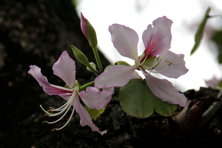 羊蹄甲開(kāi)花