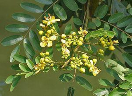 鐵刀木開(kāi)花