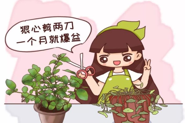 茉莉銅錢草…半死不活，就是欠收拾，狠心剪2刀，1個(gè)月爆盆！