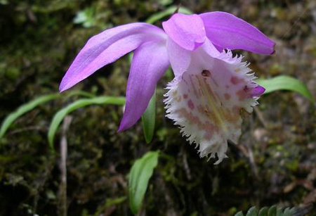 獨(dú)蒜蘭開花