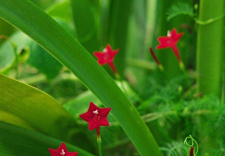 可愛(ài)的五星花