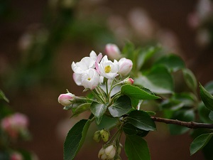 沙果樹開花