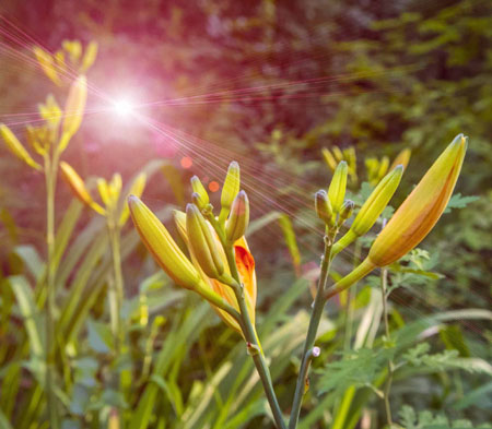 黃花菜的花苞