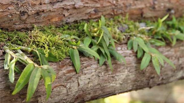 鐵皮石斛種植技術(shù)