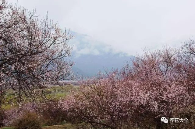 桃花島